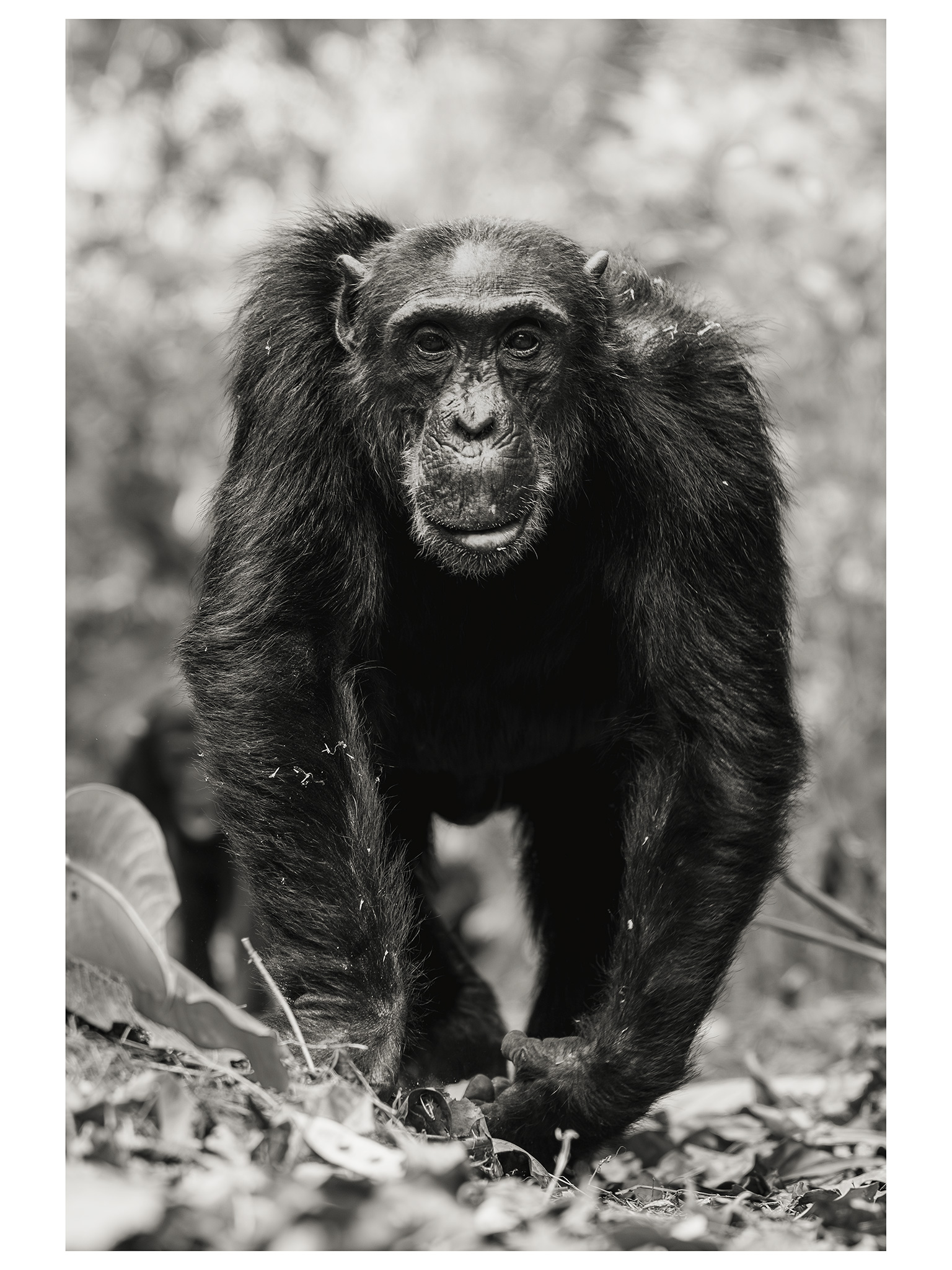 chimp march