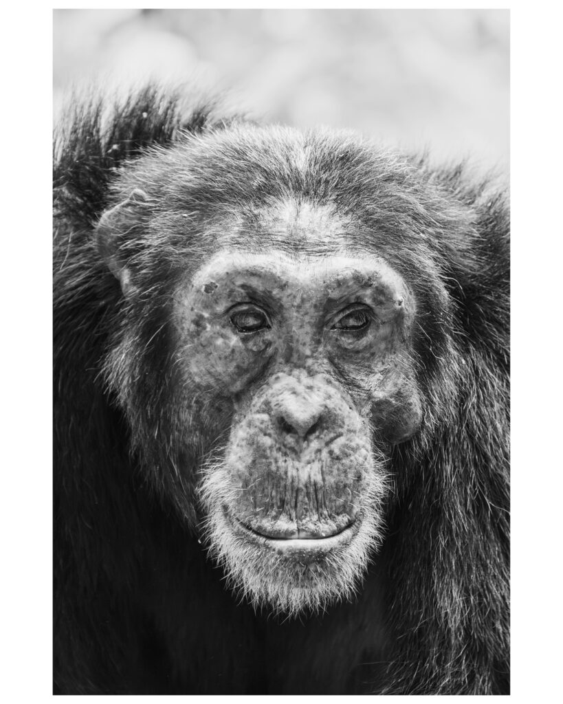 chimp portrait